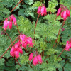 /images/plants/Dicentra_Amore_Rose.jpg
