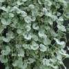 /images/plants/Dichondra__Silver_Falls_.jpg