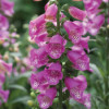 /images/plants/Digitalis_Panther.jpg