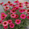 /images/plants/Echinacea_Sunmagic_Pink.jpg
