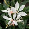 /images/plants/Gaura_Sparkle_White.jpg