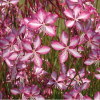 /images/plants/Gaura_Summer_Emotions.jpg
