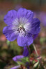 /images/plants/Geranium-Rozanne.jpg