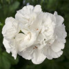 /images/plants/Geranium_Smart_Lasse_White.jpg