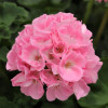 /images/plants/Geranium_Trend_Gessa_Light_Pink.jpg