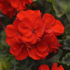 /images/plants/Geranium_Trend_Red.jpg