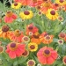 /images/plants/Helenium___Sahin__s_Early_Flowerer__.jpg