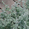 /images/plants/Helichrysum_Silver_Mist.jpg