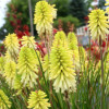 /images/plants/Kniphofia_Poco_Citron.jpg