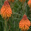 /images/plants/Kniphofia_Poco_Orange.jpg