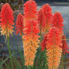 /images/plants/Kniphofia_Poco_Sunset.jpg