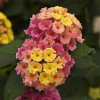 /images/plants/Lantana_Bloomify____Pink_Improved.jpg