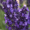 /images/plants/Lavandula_Blue_Spear.jpg
