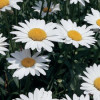 /images/plants/Leucanthemum_Becky.jpg