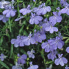 /images/plants/Lobelia_Fountain_Blue.jpg