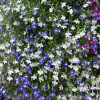 /images/plants/Lobelia_Fountain_Mixed.jpg