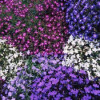 /images/plants/Lobelia_String_of_Pearls_Mixed.jpg