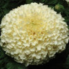 /images/plants/Marigold_American_Vanilla.jpg