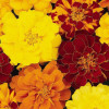 /images/plants/Marigold_French_Durango_Mixed.jpg