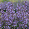 /images/plants/Nepeta_Kitten_Around.jpg