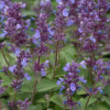 /images/plants/Nepeta_Whispurr_Blue.jpg