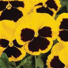 /images/plants/Pansy_Evo_Yellow_Blotch.jpg