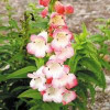 /images/plants/Penstemon_Arabesque_Appleblossom.jpg