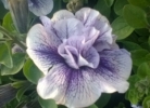 /images/plants/Petunia-Thumblina-Priscilla.jpg