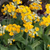/images/plants/Primula_Cowslip_Improved.jpg