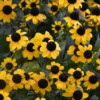 /images/plants/Rudbeckia_Blackjack_Gold.jpg