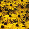 /images/plants/Rudbeckia_Goldsturm.jpg