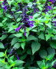 /images/plants/Salvia_Amistad.jpg