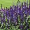 /images/plants/Salvia_Caradonna.jpg
