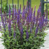 /images/plants/Salvia_Caradonna_Compact.jpg