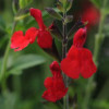 /images/plants/Salvia_Radio_Red.jpg