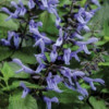 /images/plants/Salvia_Rockin_Blue_Suede_Shoes.jpg