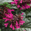 /images/plants/Salvia_Rockin_Fuchsia.jpg