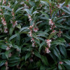 /images/plants/Sarcococca_Winter_Gem.jpg