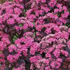 /images/plants/Sedum_SunSparkler_Dazzleberry.jpg
