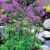 /images/plants/Thalictrum_Black_Stockings.jpg
