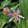 /images/plants/Tricyrtis_Empress1.jpg
