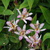 /images/plants/Tricyrtis_formosana_Pink_Freckles.jpg