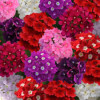 /images/plants/Verbena_Quartz_Mix_XP.jpg
