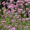 /images/plants/Verbena_bonariensis_Bonnie_Blue.jpg