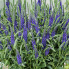 /images/plants/Veronica_Anniversary_Blue.jpg