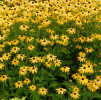 /images/plants/rudbeckia_fulgida_var_deamii.jpg